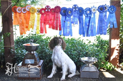 Indy with Ribbons 2011 crop