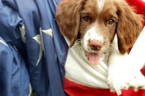 Miata x Kane Spring 2014 Puppies; Addy and Flag