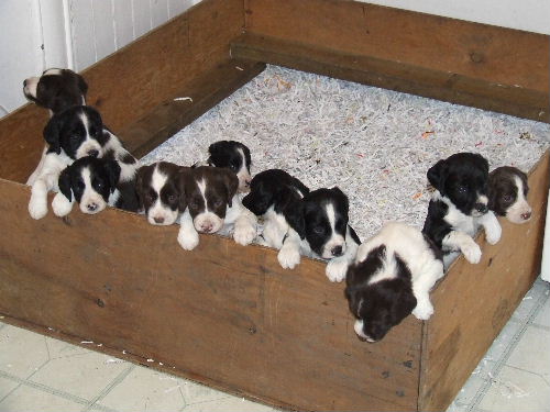 puppies-whelping-box-thursday-summer-2008