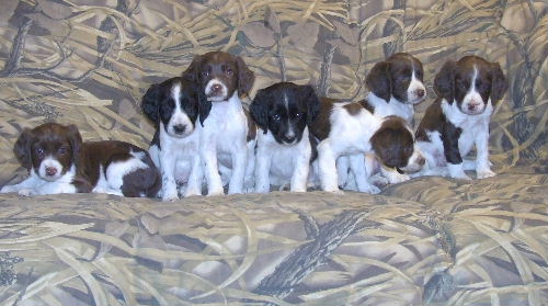 puppy-group-6-weeks-3-resized