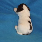 Colorado Bulldog back