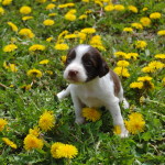 Buckshot