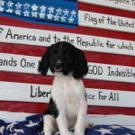 American Dream Flag