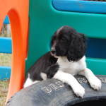 American Dream Tire