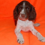 Communicator Orange
