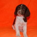Jonesey Orange