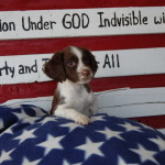Miss Belle Flag