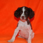 Miss Belle Orange