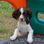 Miss Belle Tire