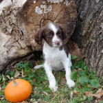 Miss Belle Wood Pile