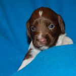 Mocha Maria Face
