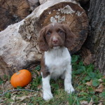 Mocha Maria Wood Pile