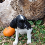 Tootsie Roll Wood Pile