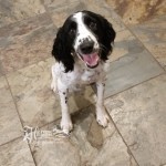 Rigley Big Smile