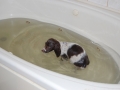 Beret swimming in tub 2009