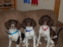 Family Dogs