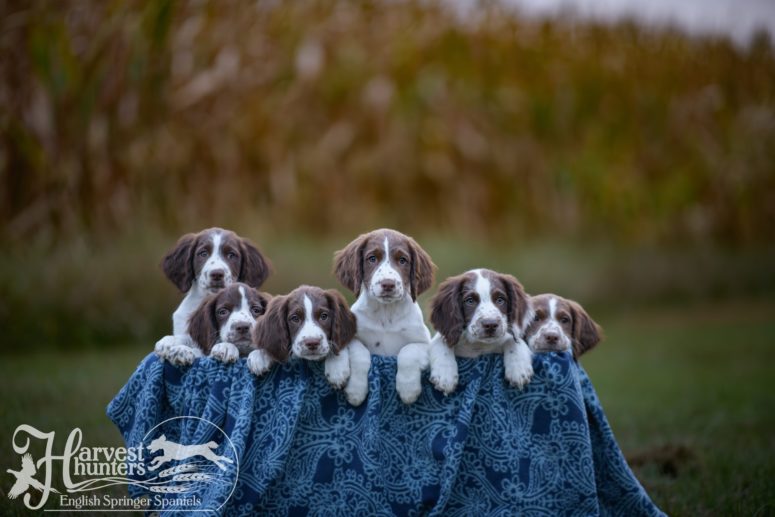 Turbulences  The Scented Hound