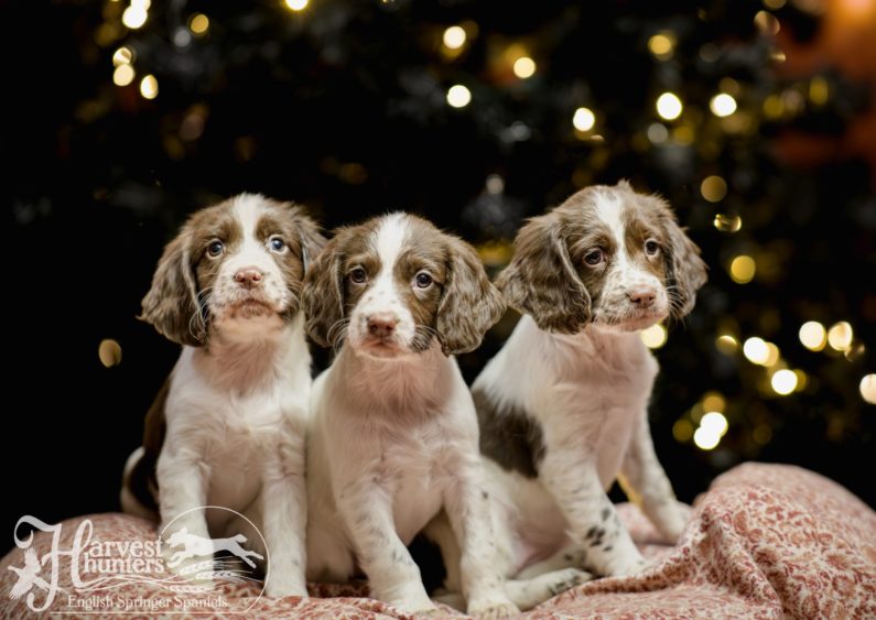 Spring a spaniel for sales sale